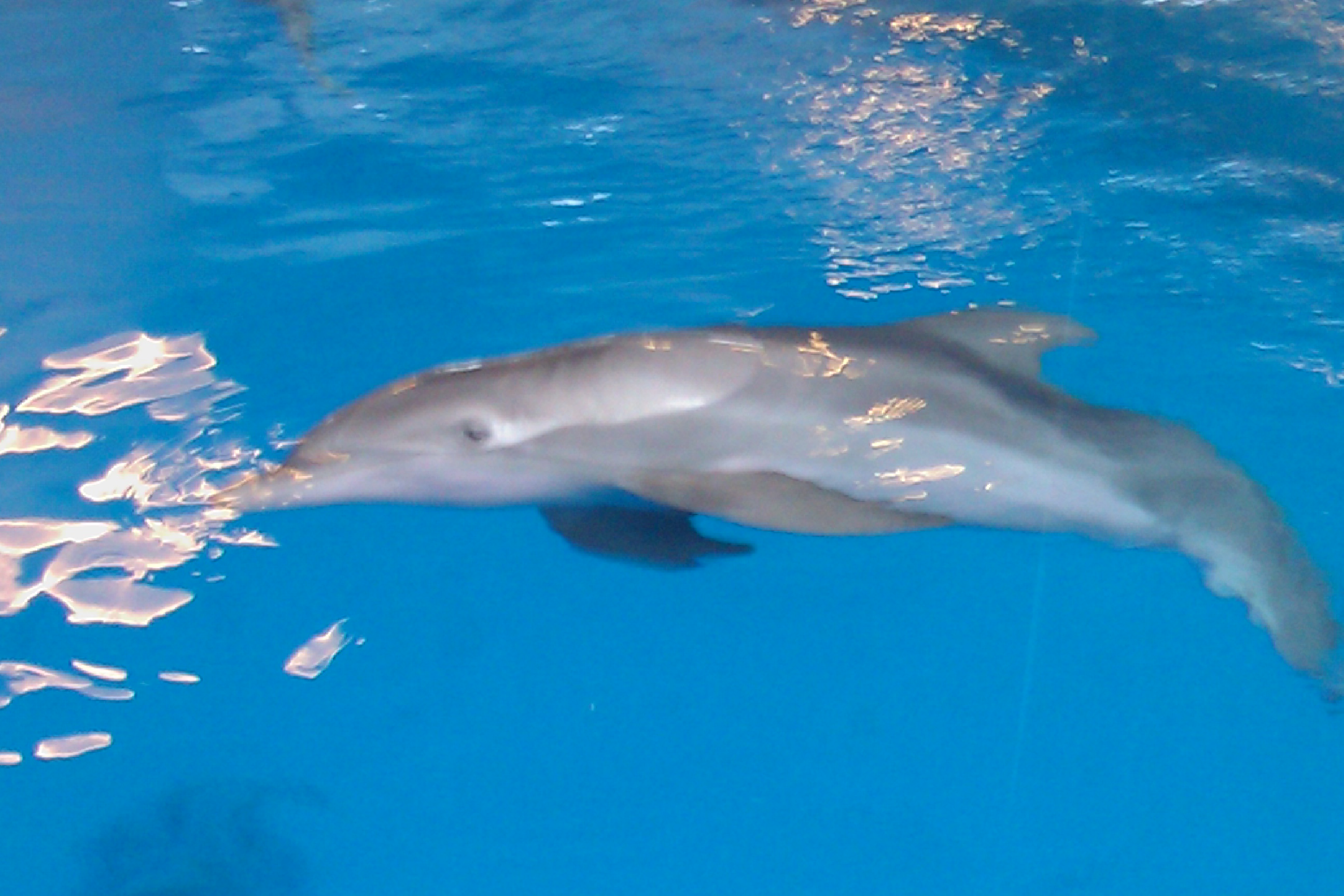CMA Dolphin Story: Winter  The Winter Dolphin Chronicles