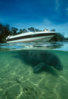 why is the florida manatee endangered? the winter